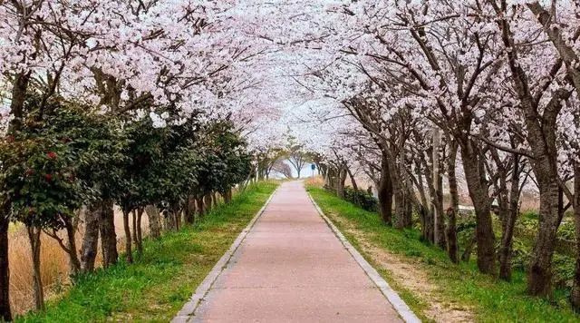 20日起,安徽合肥增開兩條“定制旅游公交專線”(圖2) 20日起,安徽合肥增開兩條“定制旅游公交專線”(圖2)